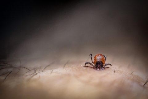 Nie czekaj na ugryzienie kleszcza. Zaatakuj go pierwszy