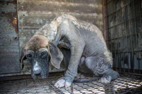 Humane Society International uratowało 149 psów z psiej farmy w Korei Poudniowej
