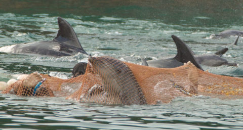Kinga Rusin: Nasi piłkarze relaksowali się w delfinarium? Serio?