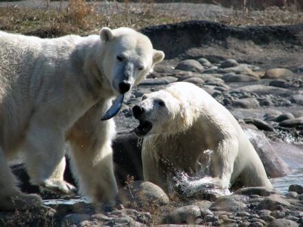 Naukowcy alarmują: do 2100 roku mogą wyginąć niedźwiedzie polarne
