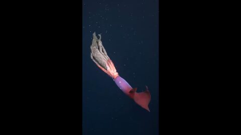 Gonatus onyx