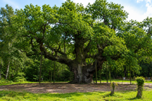 Major Oak, legendarny dąb Robin Hooda w Sherwood Forest