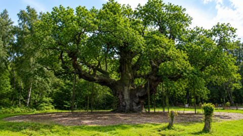 Major Oak, legendarny dąb Robin Hooda w Sherwood Forest